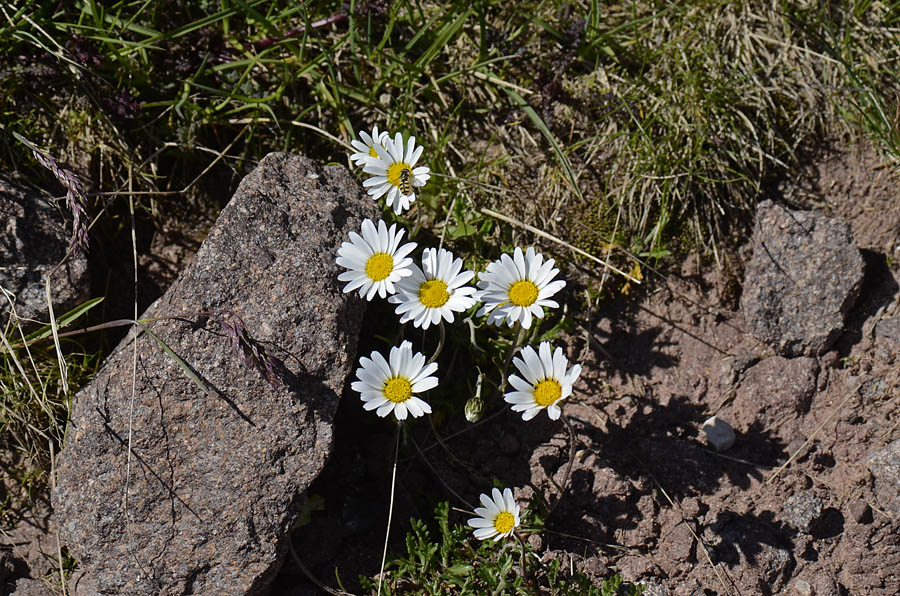 Leucanthemopsis alpina / Margherita alpina